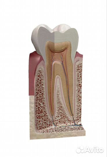 Репетитор по анатомии физиологии фармакологии