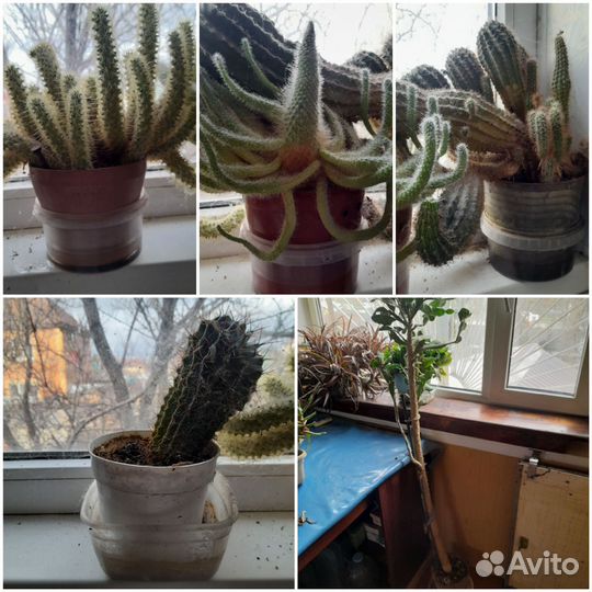 Кактус различные