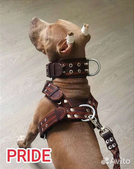 Ошейники, шлейки, поводки