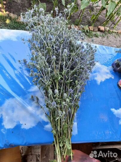 Синеголовник эрингиум (чертополох синий)