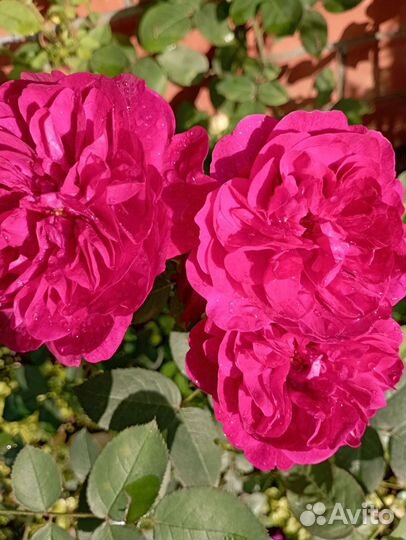 Роза плетистая,шрабы,спреи, почвопокровные