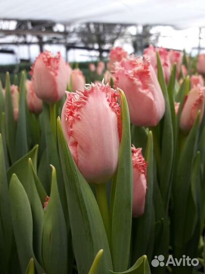 Опт Тюльпан луковица Крым