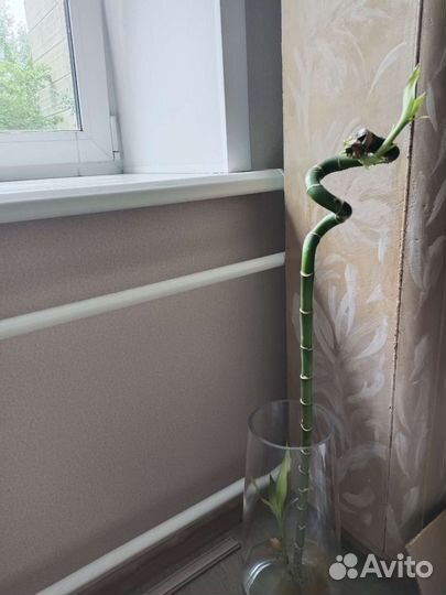 Бамбук 90 см