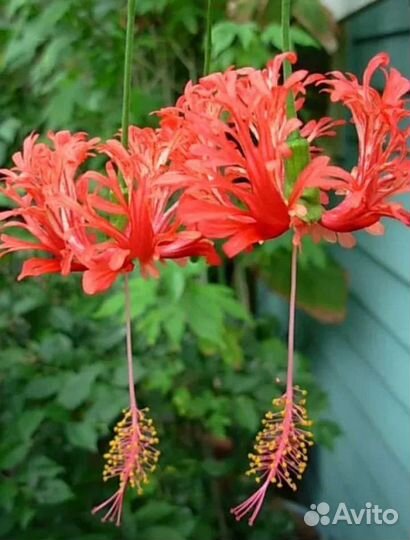 Гибискус шизопеталус