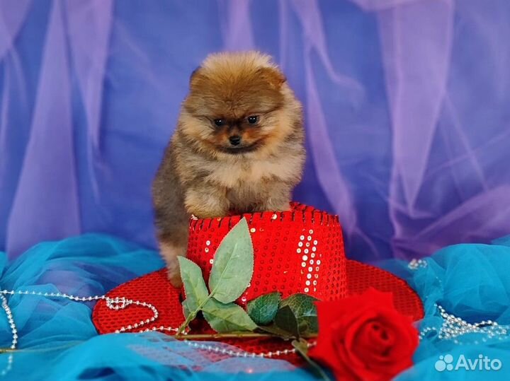 Шпиц милый мишка