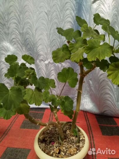 Пеларгония герань