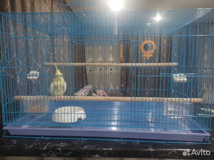 Попугай корелла с клеткой
