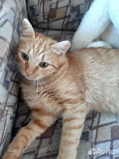 Рыжик-электровеник в самые добрые ручки