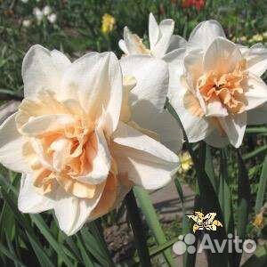 Луковицы нарциссов