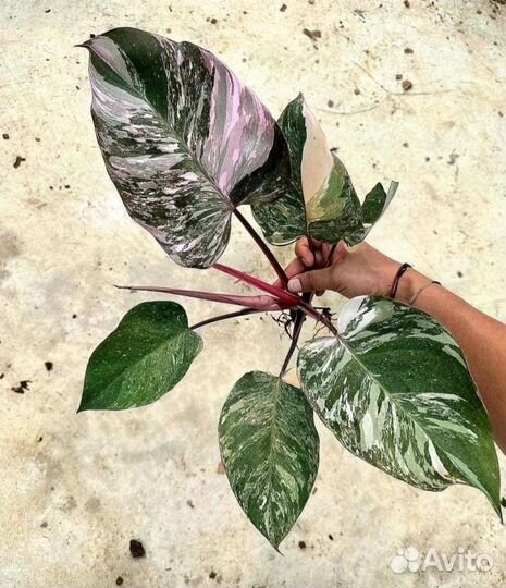 Филодендрон Пинк Принцесс Гэлакси
