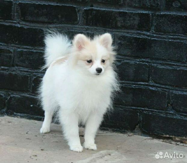 Девочка шпиц