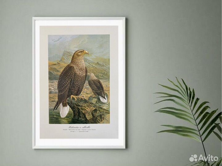 Литографии хищные птицы,Германия