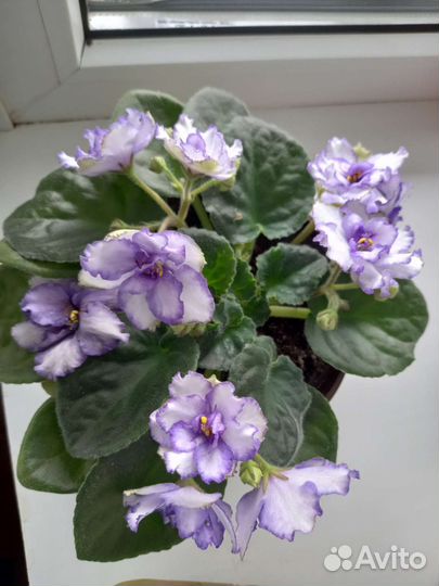 Фиалки 8 сортов