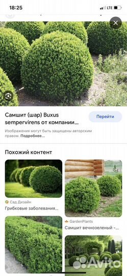 Саженцы самшита