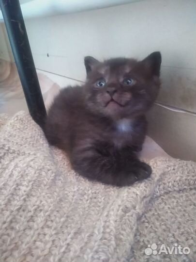 Котята в добрые руки бесплатно