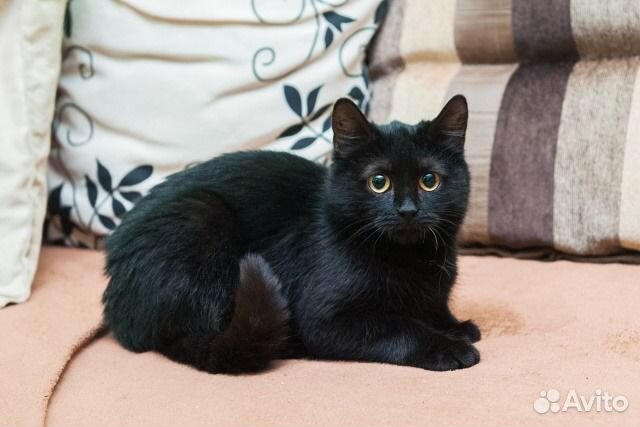 Кошка Габриэлла