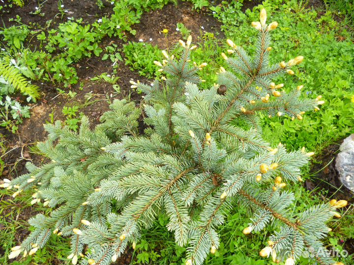 Ель колючая (сорт 'Bialobok')