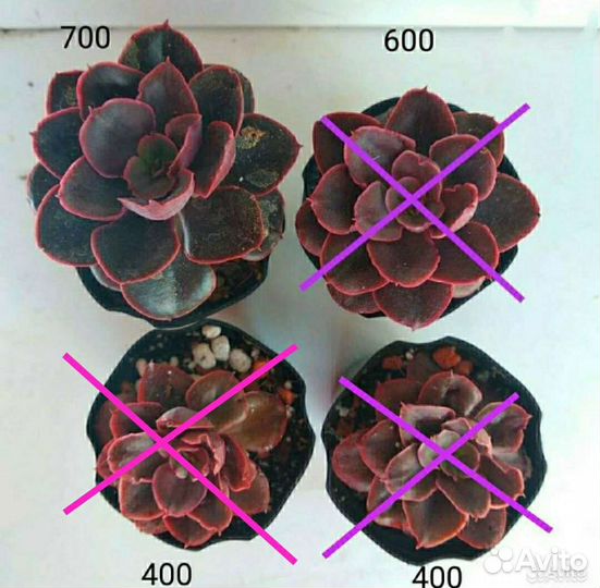 Суккуленты Редкие Красные