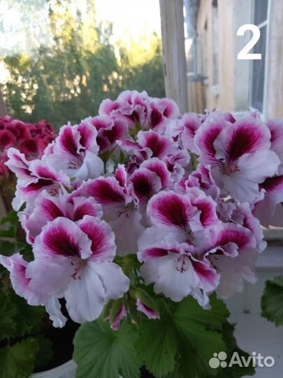 Пеларгония королевская 9 сортов
