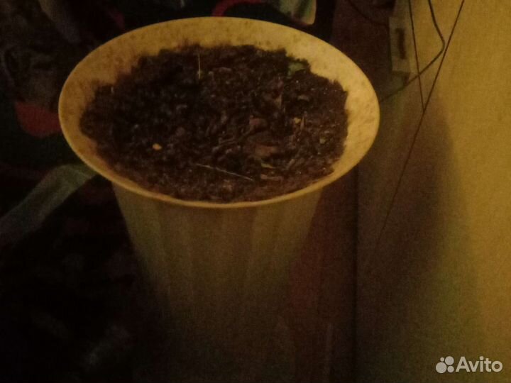 Горшок для пальмы