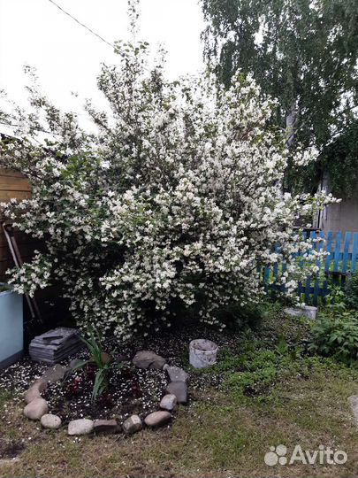 Жасмин (чубушник)
