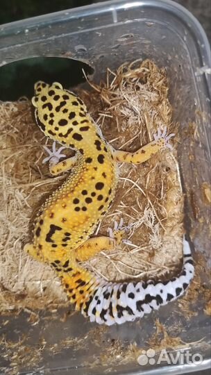 Бананоеды, Агамы, Эублефары