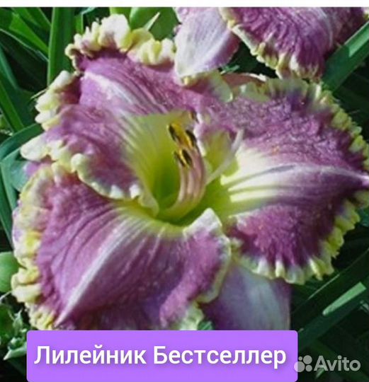 Лилейники гибридные сортовые