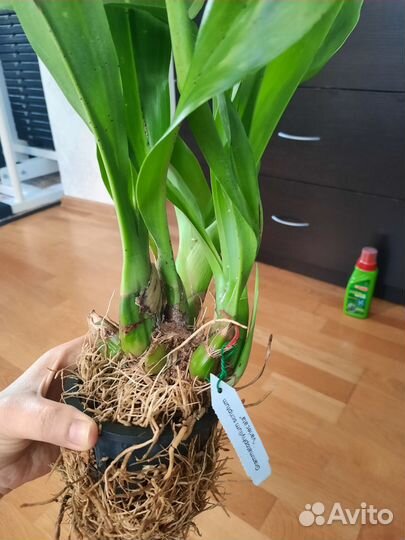 Орхидея Grammatophyllum scriptum