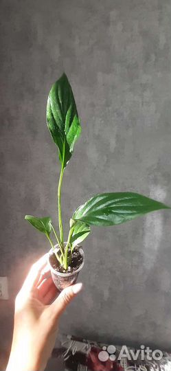 Спатифиллум