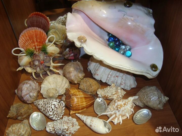 Морские ракушки раковины