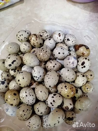 Инкубационное яйцо