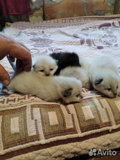 Котята в добрые руки