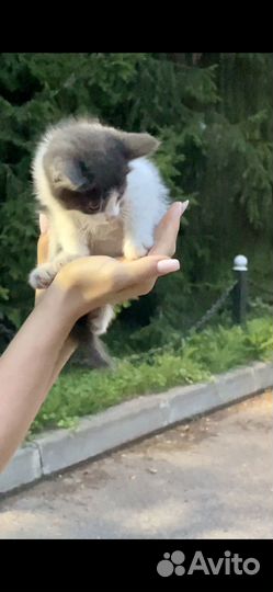 Котенок ищет дом