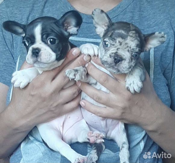 Французский бульдог