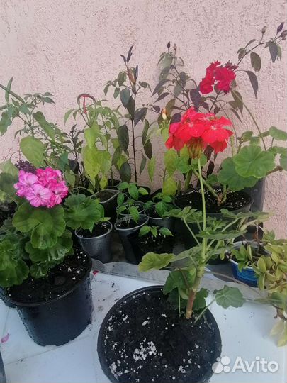 Герань пеларгония