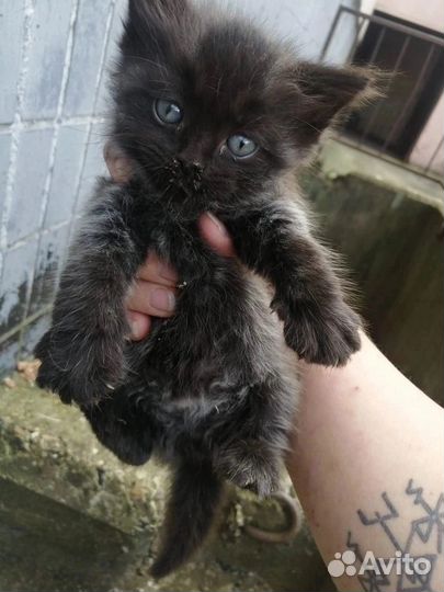 Котята в беде / в добрые руки