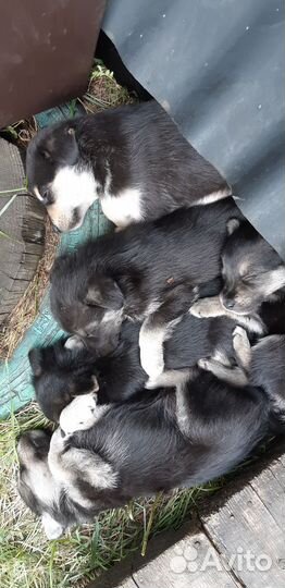 Щенки, доставим