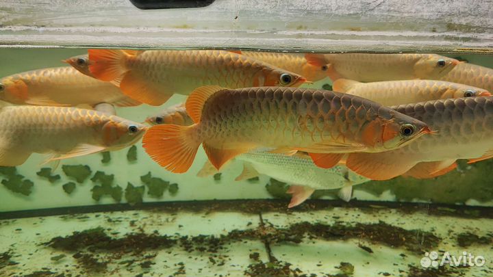 Арована супер ред 35-40см