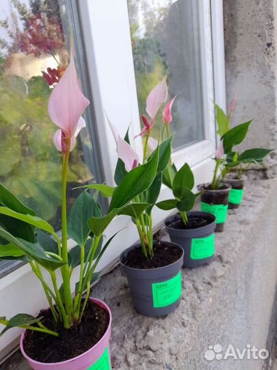 Антуриум Лилли