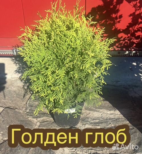 Туя Голден глобе