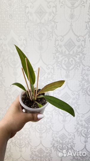 Филодендрон карамель плуто