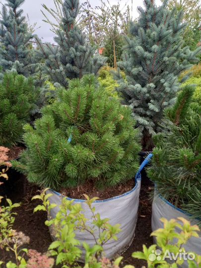 Хвойные растения в ассоитименте