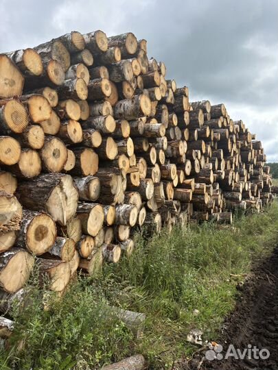 Пиловочник берёза