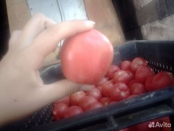 Помидоры