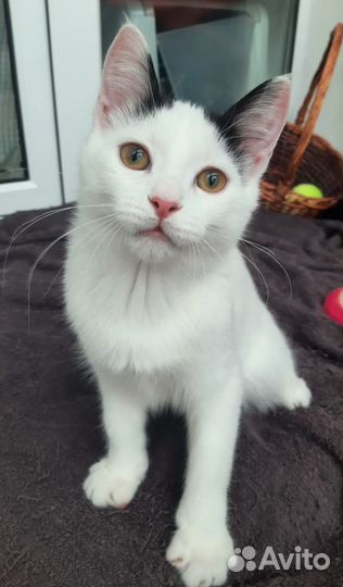 Спасите Борьку