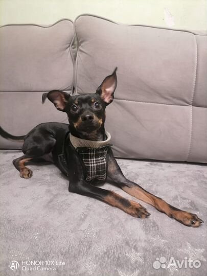 Вязка собак.тойчик