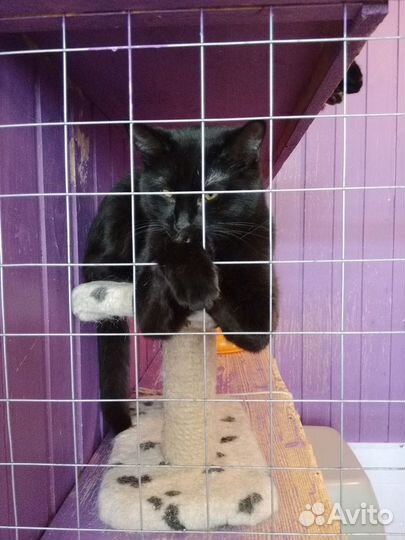 Кошечка Лакки, 3.5 года, из приюта Домик