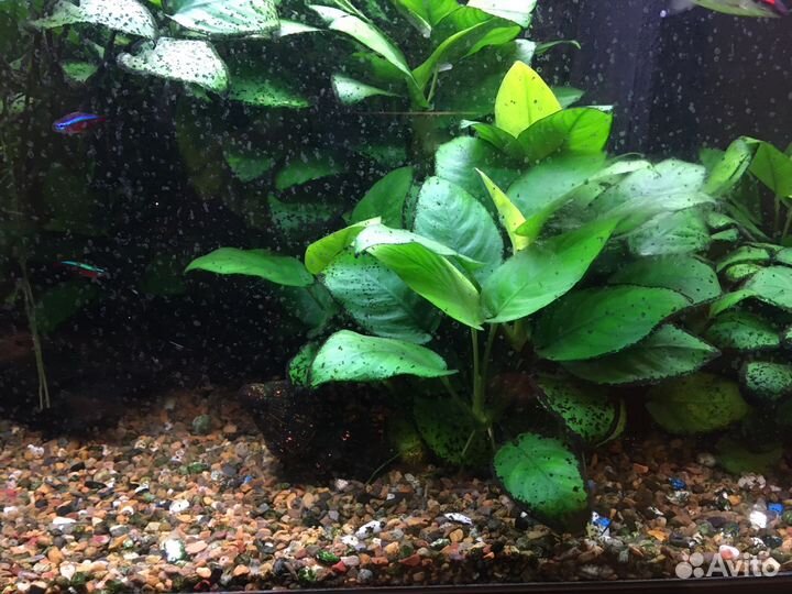 Аквариумные растения Анубиас