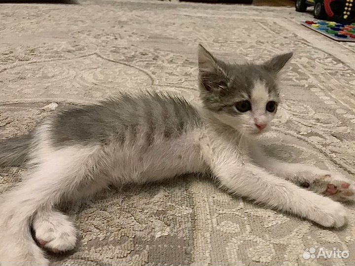 Котенок в добрые руки