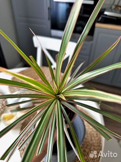 Драцена маргината